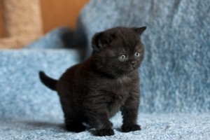 Черный британец фото. Черный британский котенок. Британские котята черного окраса.  